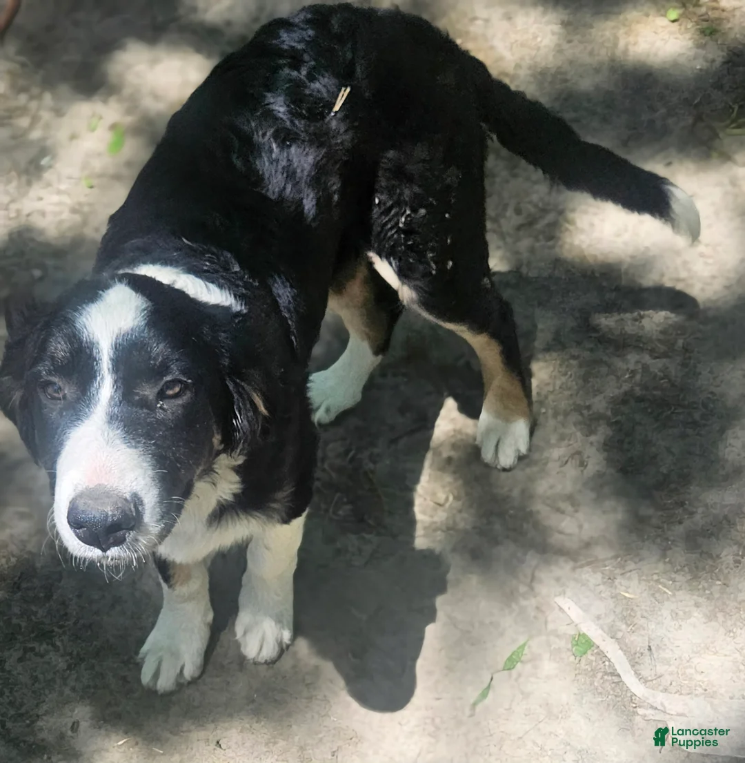 Border Collie dogs for sale: Elfrank (Call-Text) - Ad 1