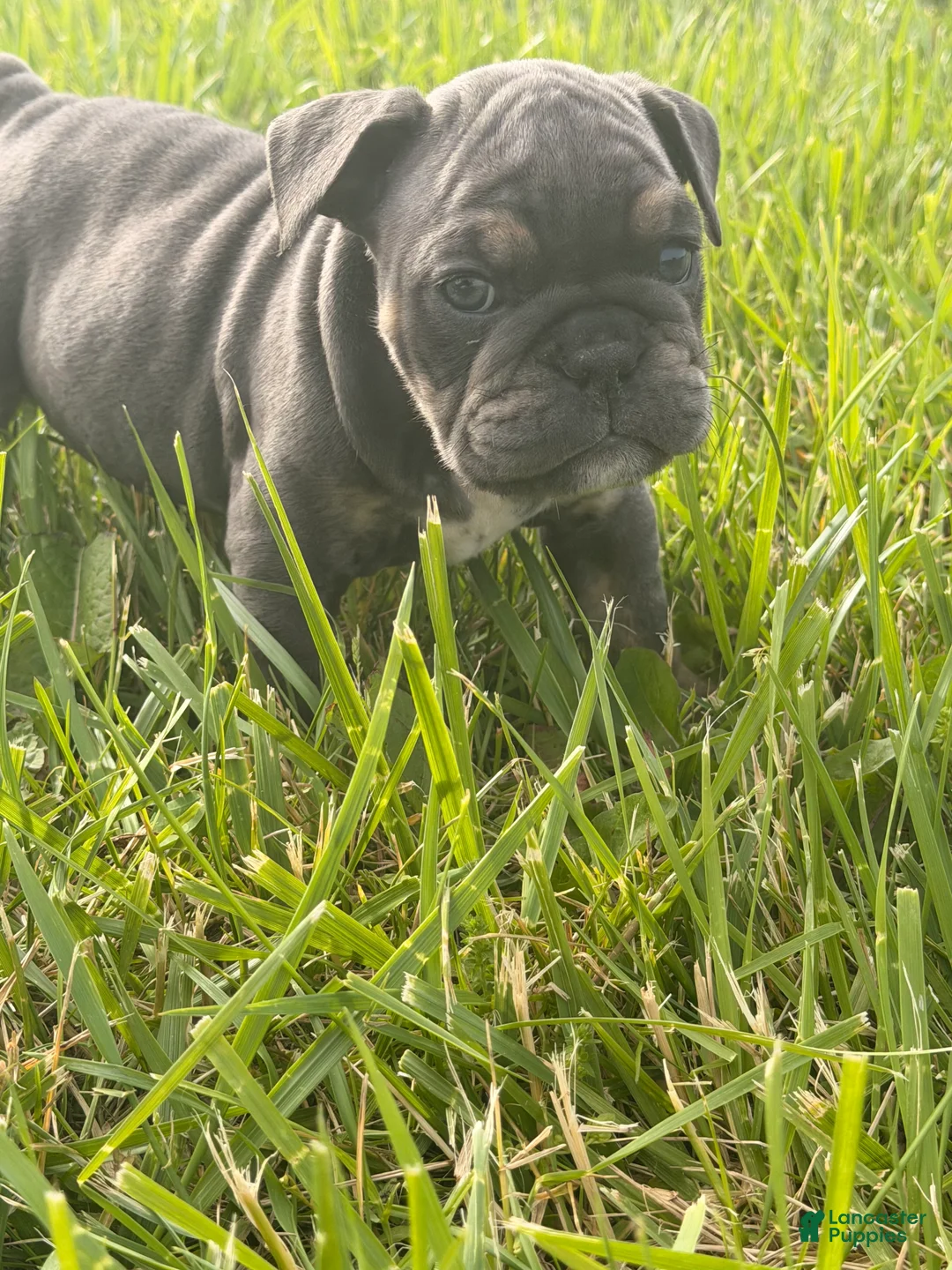 English Bulldog dogs for sale: English Bulldog Puppy 3 - Ad 2