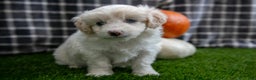 Mini Aussiedoodle dogs for sale: Pooch - Ad 3