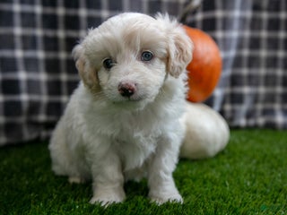 Mini Aussiedoodle dogs - Ad 37