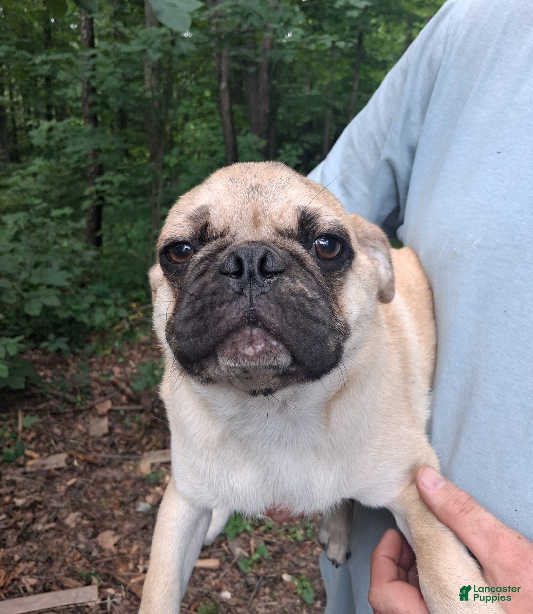Pug dogs Karl  - Ad 1