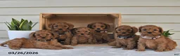 Cavapoo dogs for sale: Caroline - Ad 5