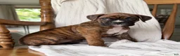 Boxer dogs for sale: Marlee - Ad 4