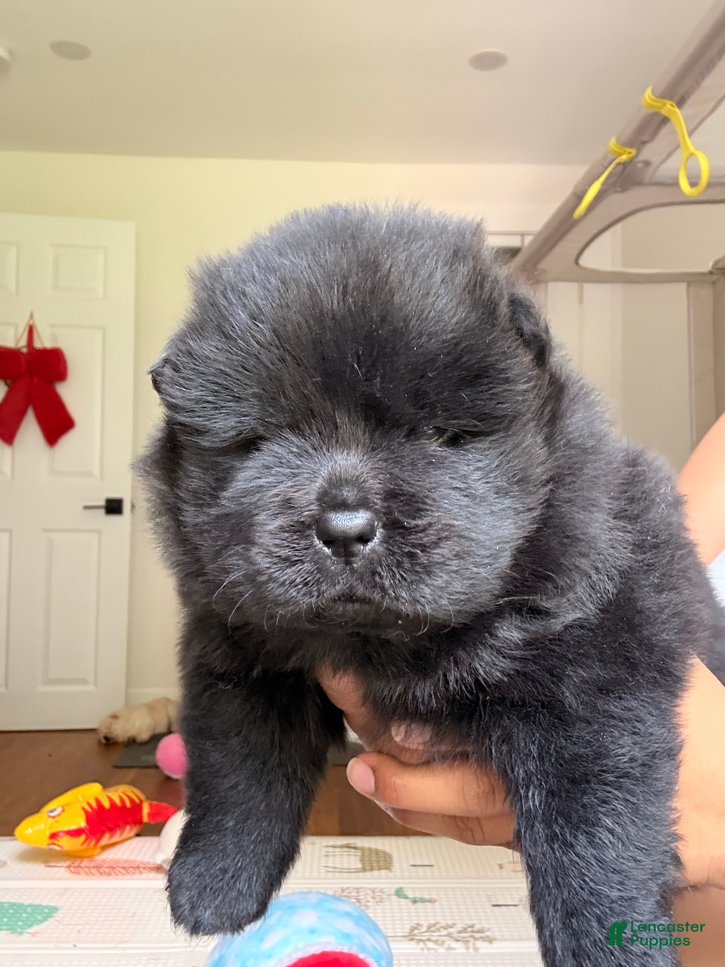 Chow Chow