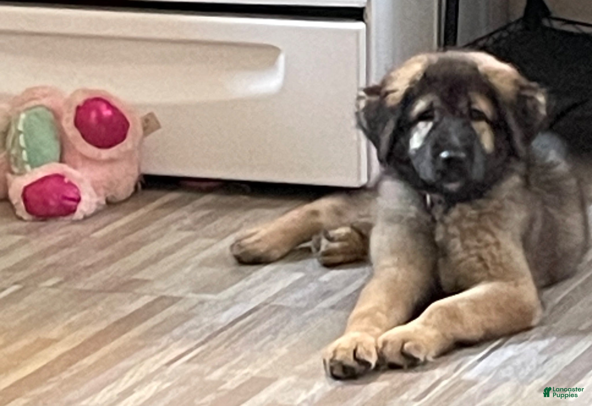 Caucasian Shepherd Dog dogs Mishka ( little bear in Russian ) - Ad 2