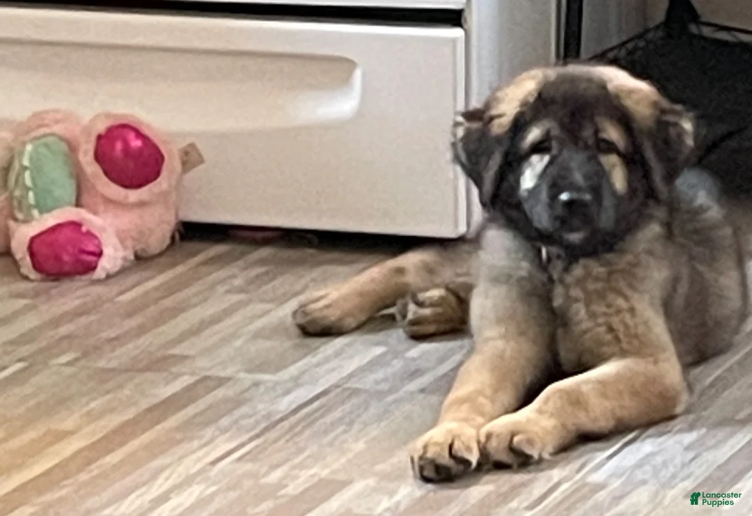 Caucasian Shepherd Dog dogs for sale: Mishka ( little bear in Russian ) - Ad 2