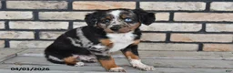 Mixed Breed dogs for sale: Jasper - Ad 3