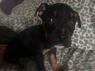 Mixed Breed dogs Mixed Breed Puppy 3 - Ad 40