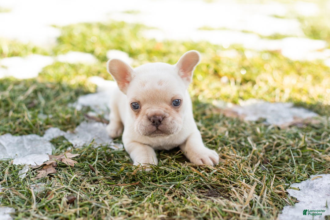 French Bulldog dogs for sale: Davey - Ad 3