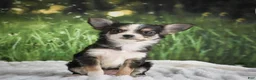 Chihuahua dogs for sale: Precious - Ad 7