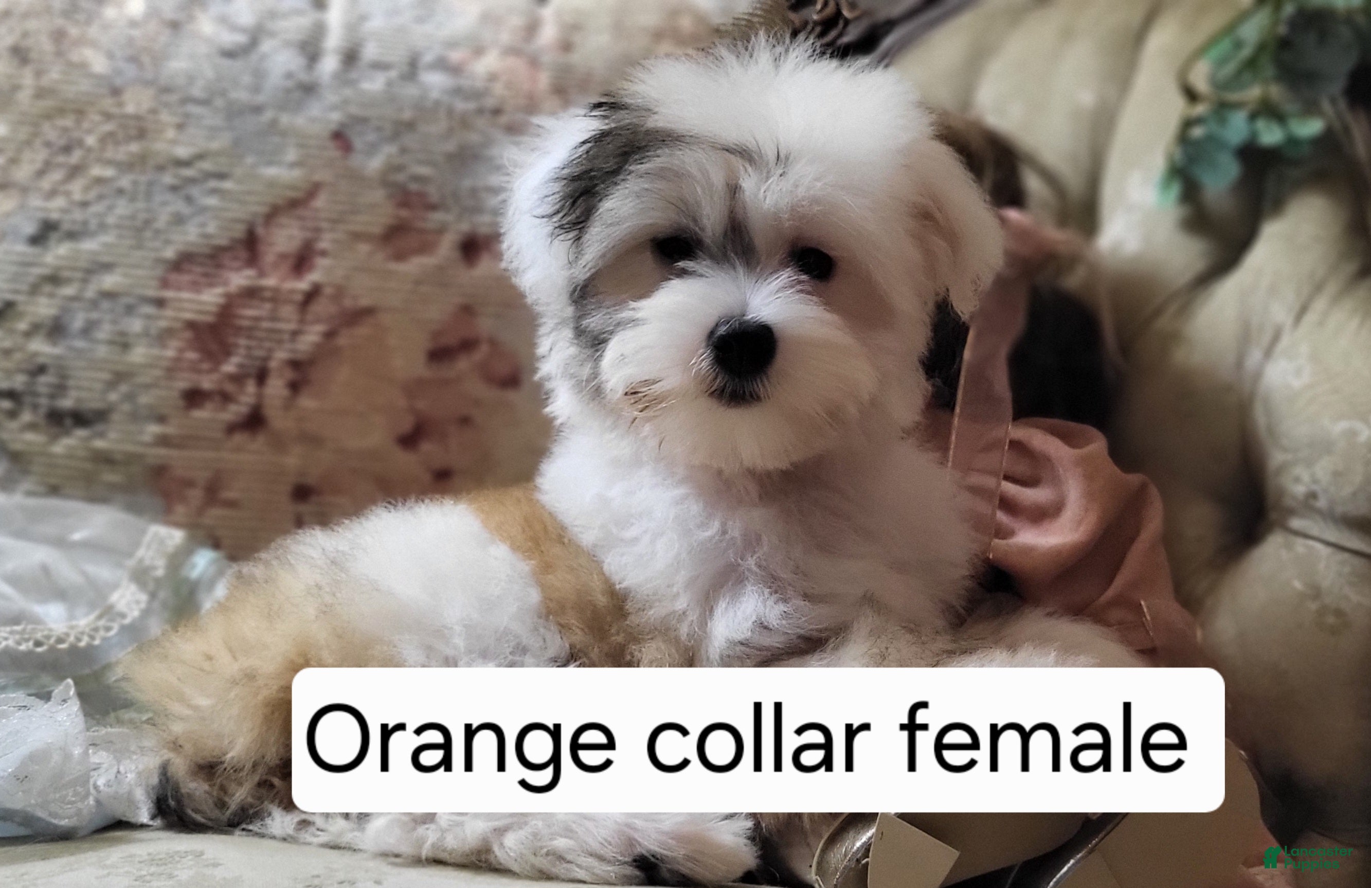 Chinese Crested dogs Chinese Crested Puppy 1 - Ad 2