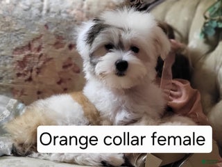 Chinese Crested dogs Chinese Crested Puppy 1 - Ad 4