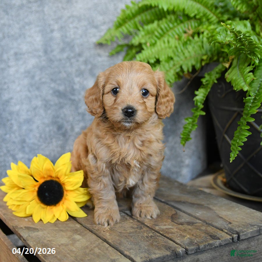 Cavachon dogs Karmel - Ad 1