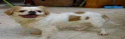 Mixed Breed dogs for sale: Shelby - Ad 9