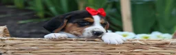 Beagle dogs for sale: Chip🐶 - Ad 3