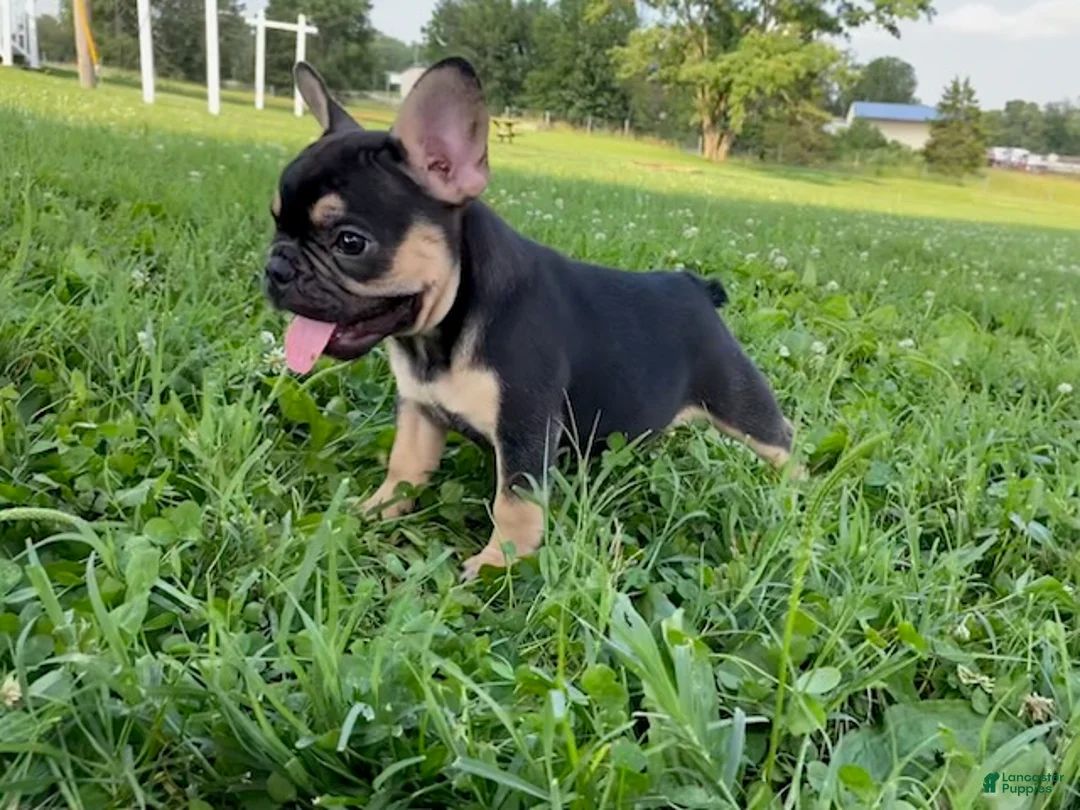 French Bulldog dogs for sale: Midnight-frenchie - Ad 6