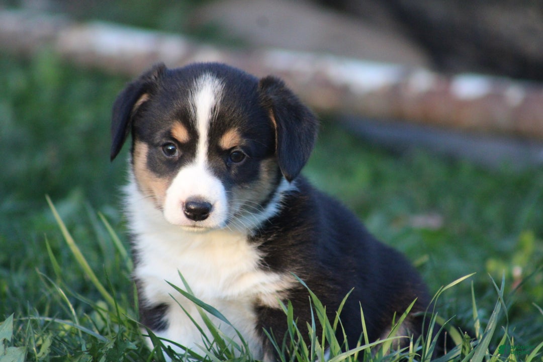 Mixed Breed dogs for sale: Arlo - Ad 12