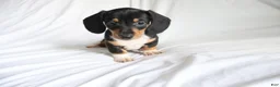 Dachshund dogs for sale: Chipper - Ad 2