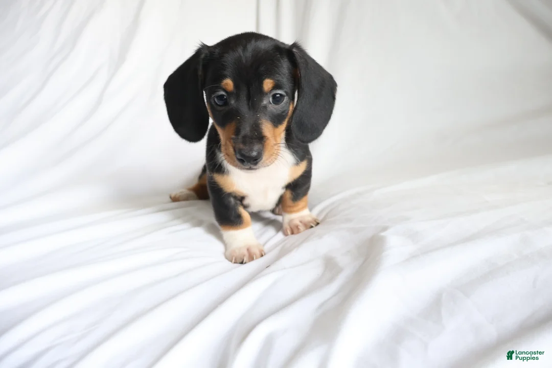 Dachshund dogs for sale: Chipper - Ad 2
