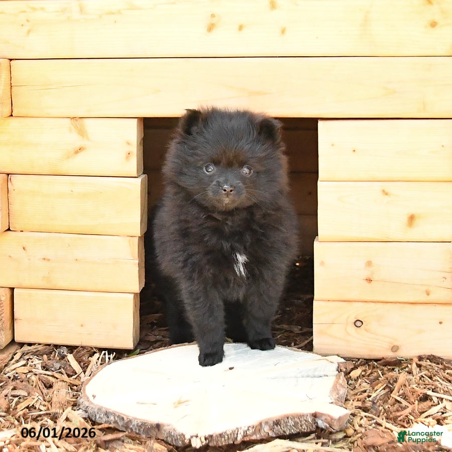 Pomeranian dogs for sale: McKenzie - Ad 4
