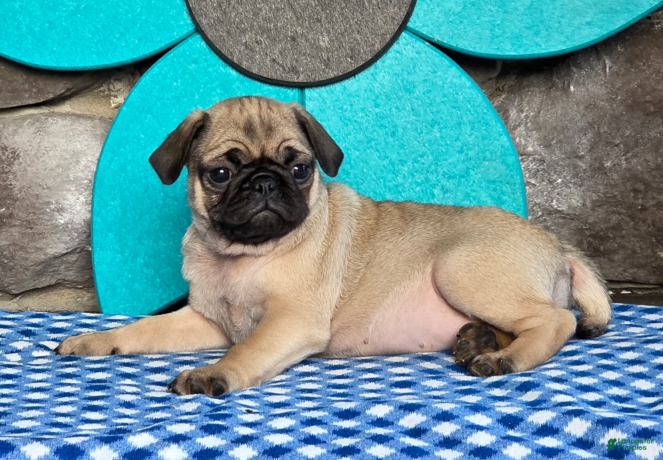 Pug dogs Bailey - Ad 1