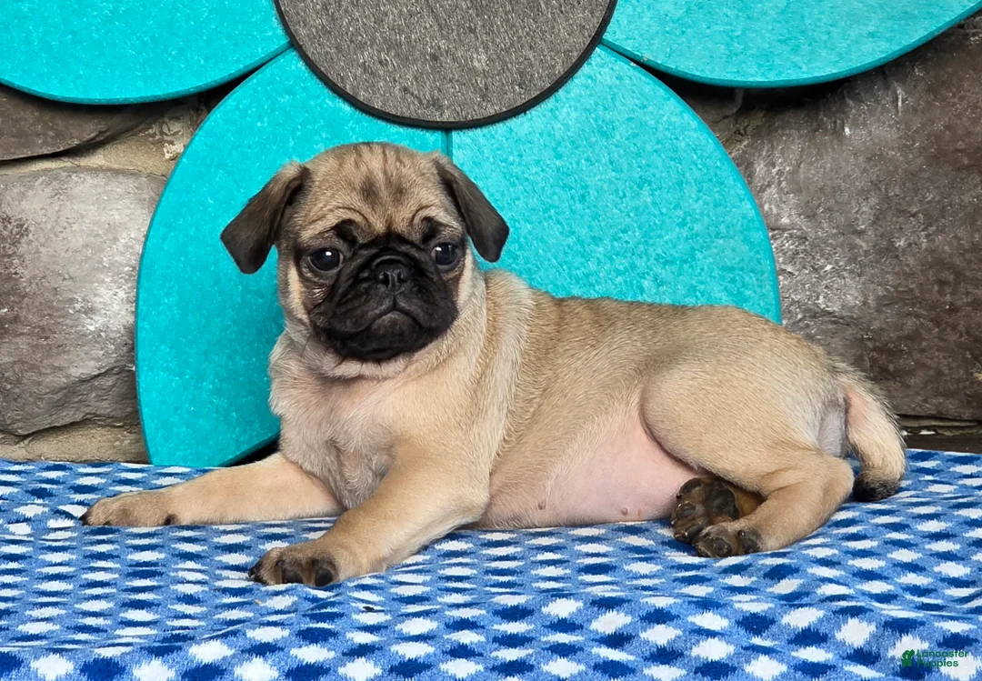 Pug dogs for sale: Bailey - Ad 1
