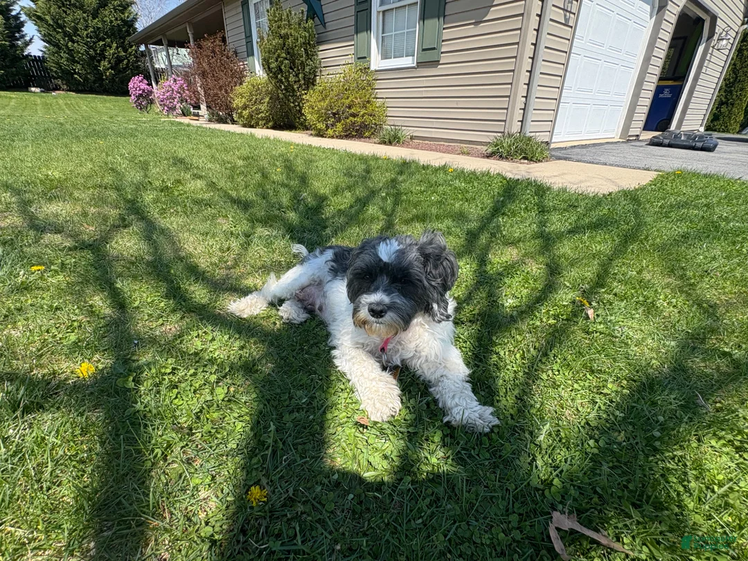 Mixed Breed dogs for sale: Coffee - Ad 4