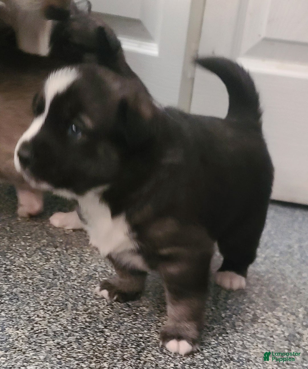 Pomsky dogs for sale: Capu - Ad 3