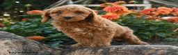 Mini Goldendoodle dogs for sale: Leon - Ad 5
