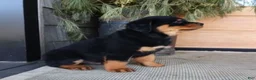 Rottweiler dogs for sale: Kip  - Ad 2
