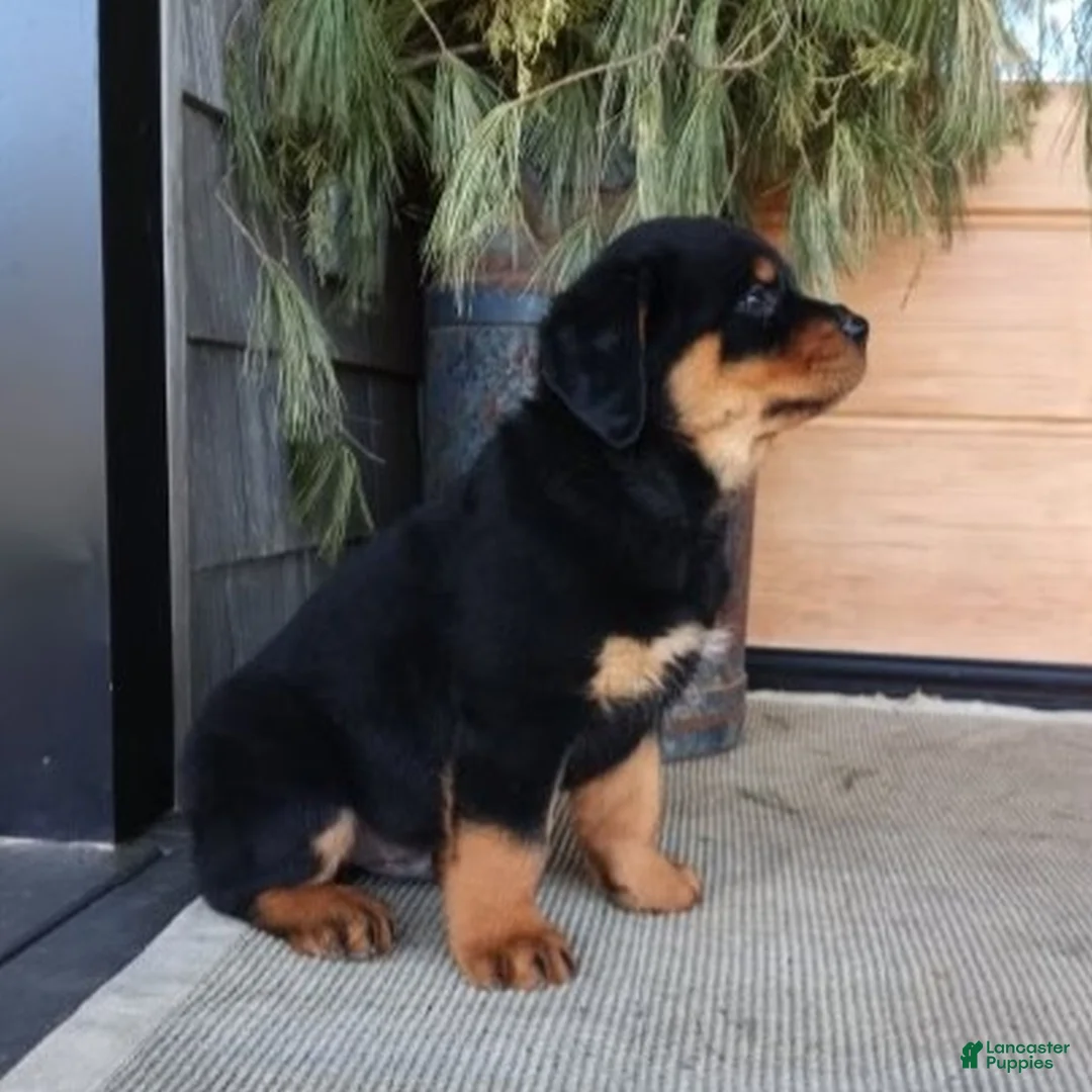Rottweiler dogs for sale: Kip  - Ad 2