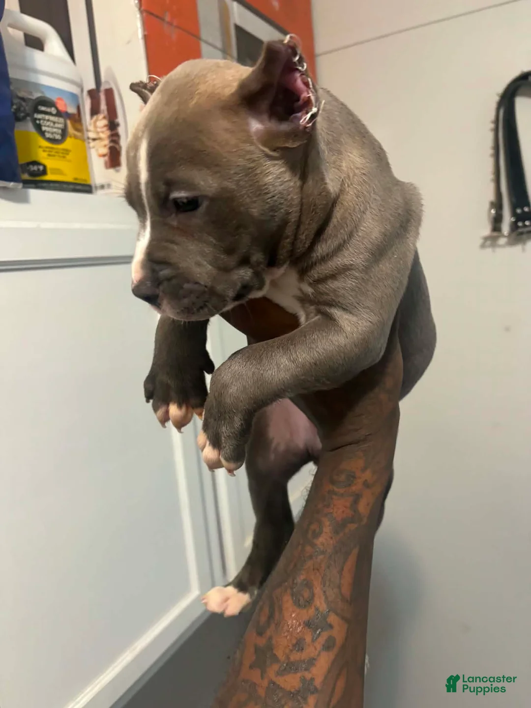 American Bully dogs for sale: American Bully 2 - Ad 1