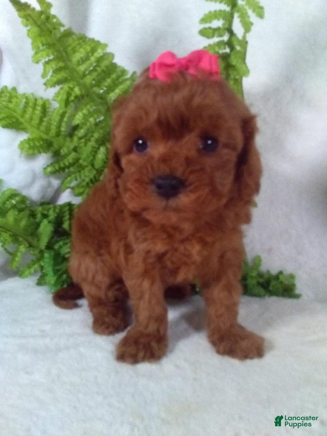 Cavapoo dogs for sale: Jana - Ad 4