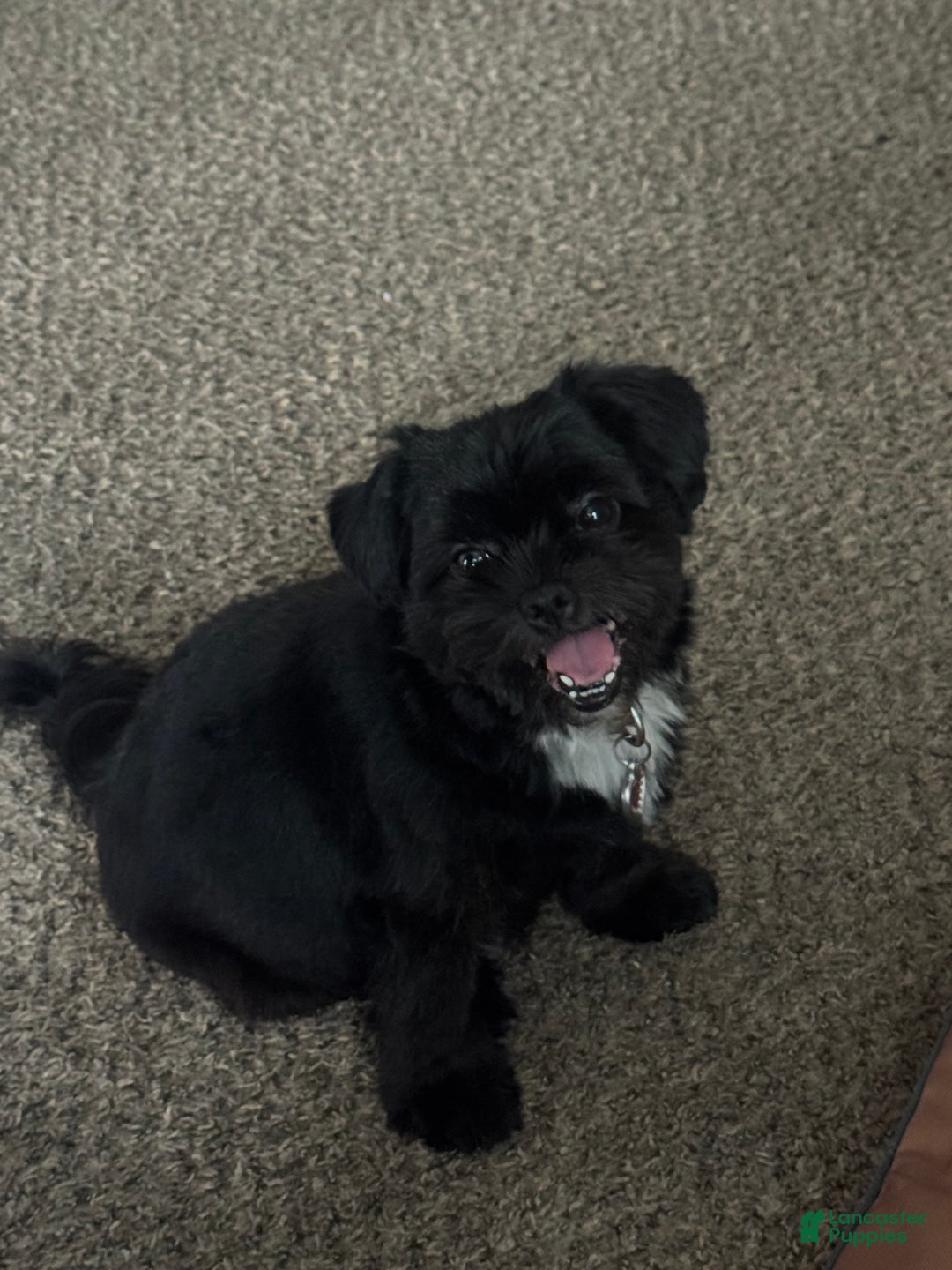 Mixed Breed dogs for sale: Mixed Breed Puppy 1 - Ad 2