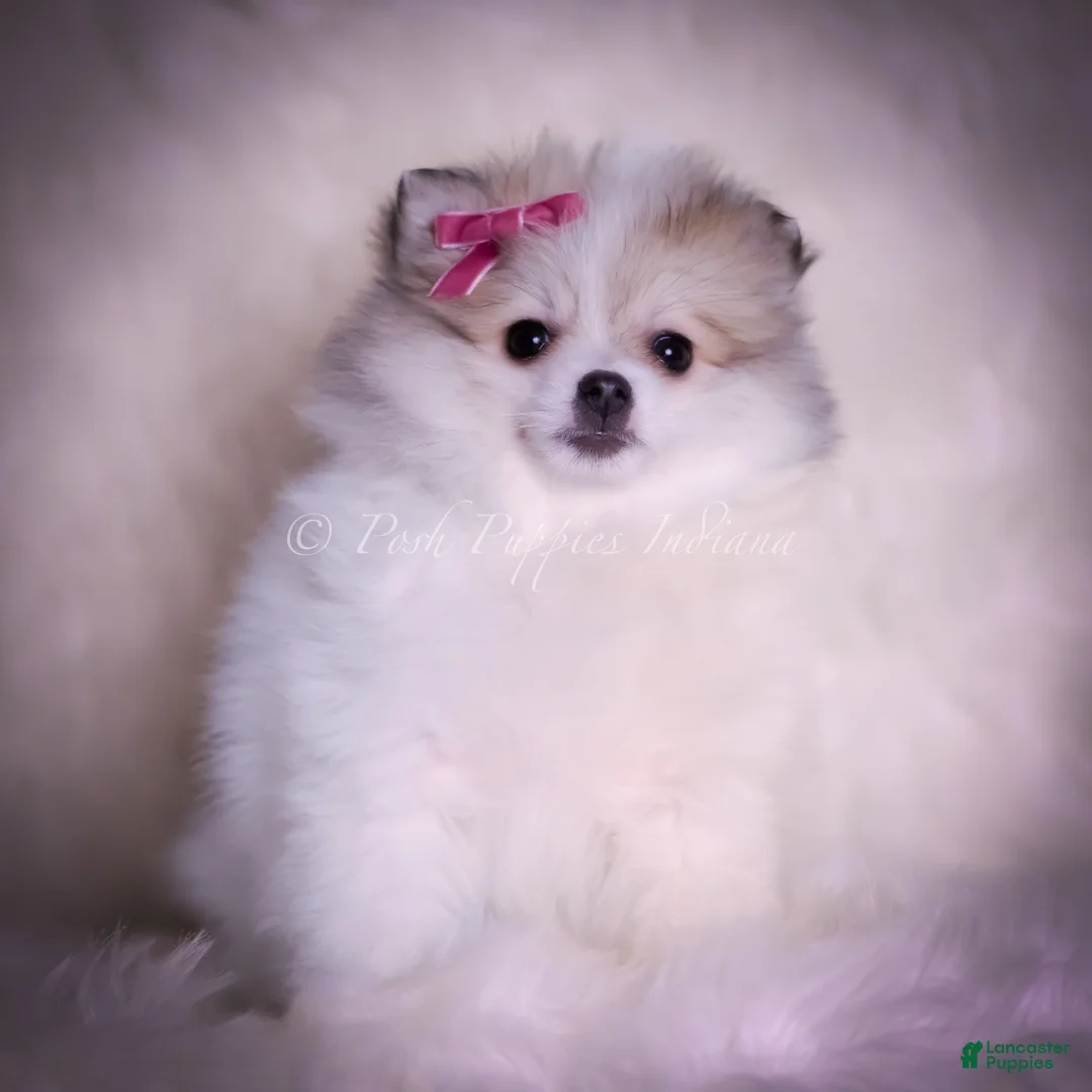 Pomeranian dogs for sale: Stacie - Ad 6