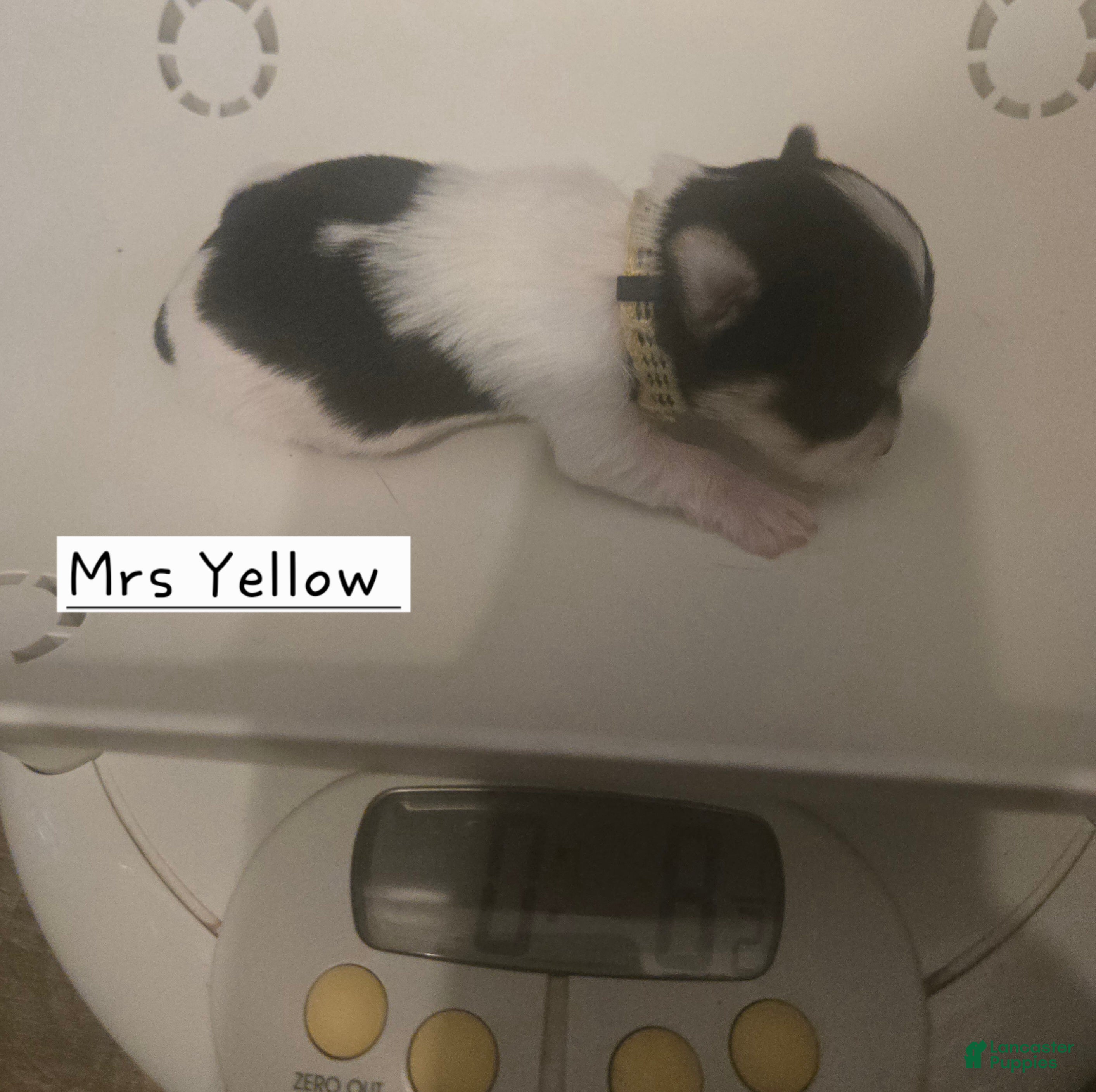 Yorkshire Terrier dogs Mrs Yellow - Ad 1