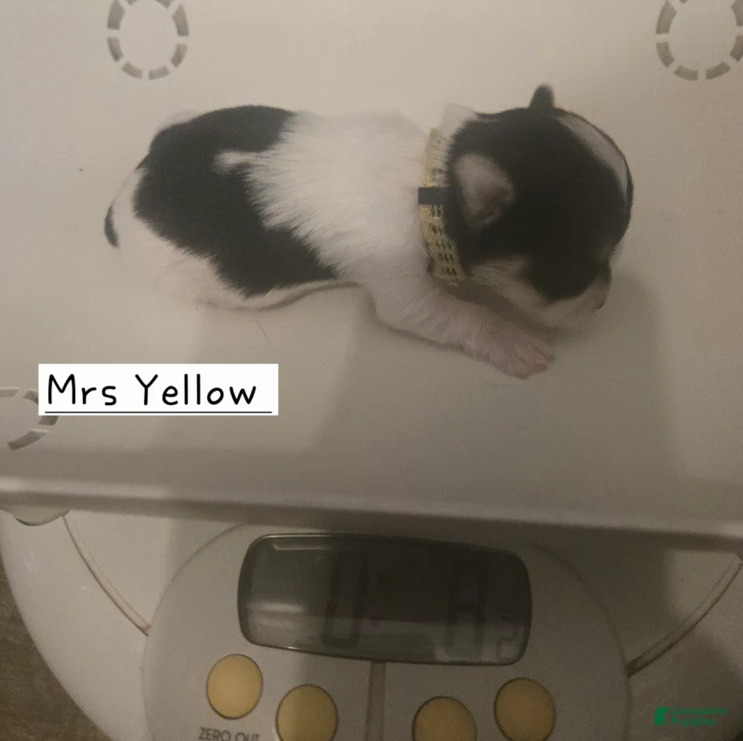 Yorkshire Terrier dogs for sale: Mrs Yellow - Ad 1