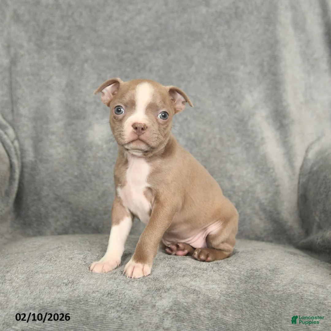 Boston Terrier dogs for sale: Diamond - Ad 3