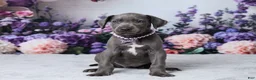 Great Dane dogs for sale: Chloe - Ad 10