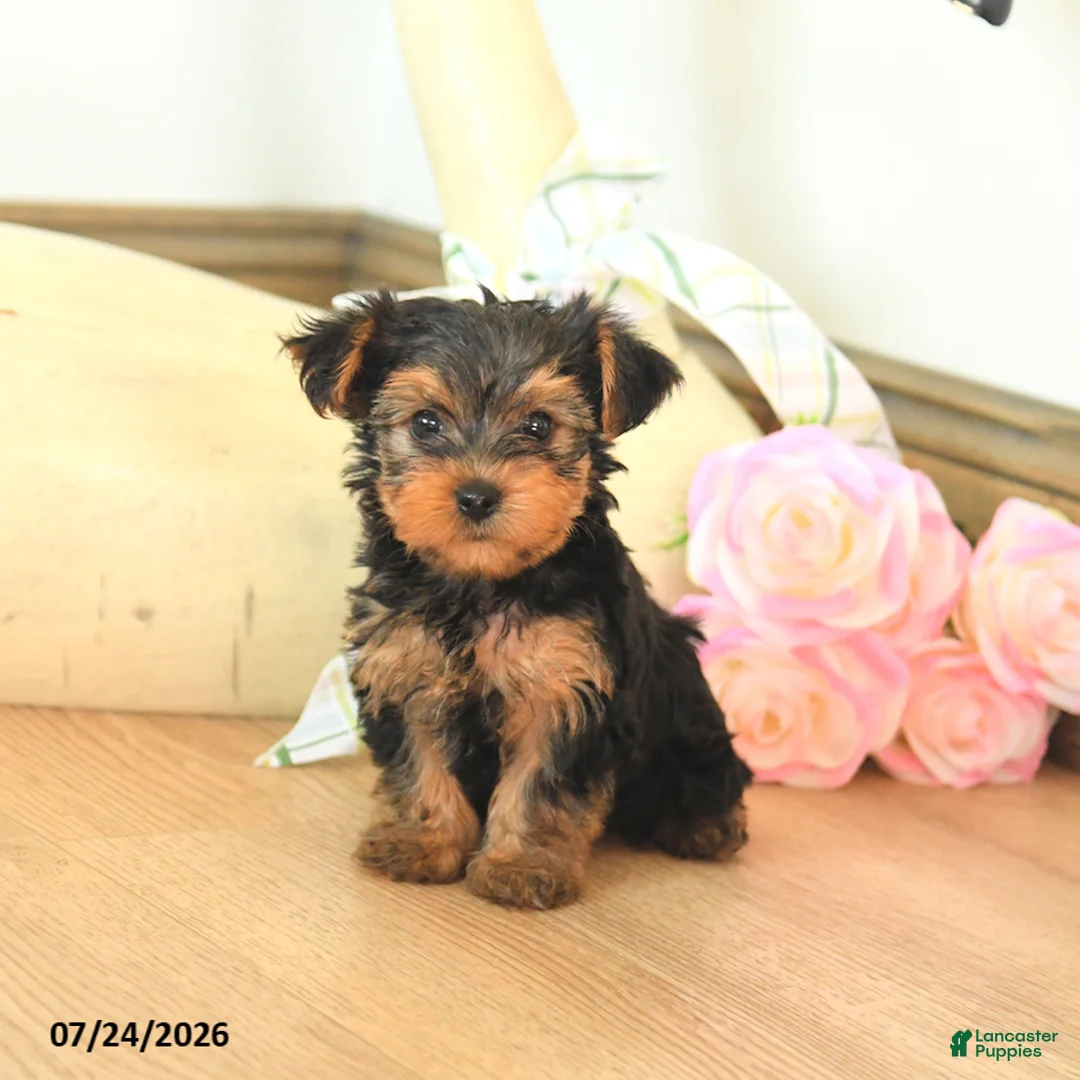 Yorkshire Terrier dogs for sale: Molly - Ad 1