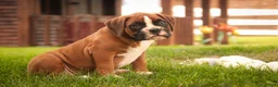 Boxer dogs for sale: Luna - Ad 8
