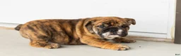 English Bulldog dogs for sale: Bella - Ad 5
