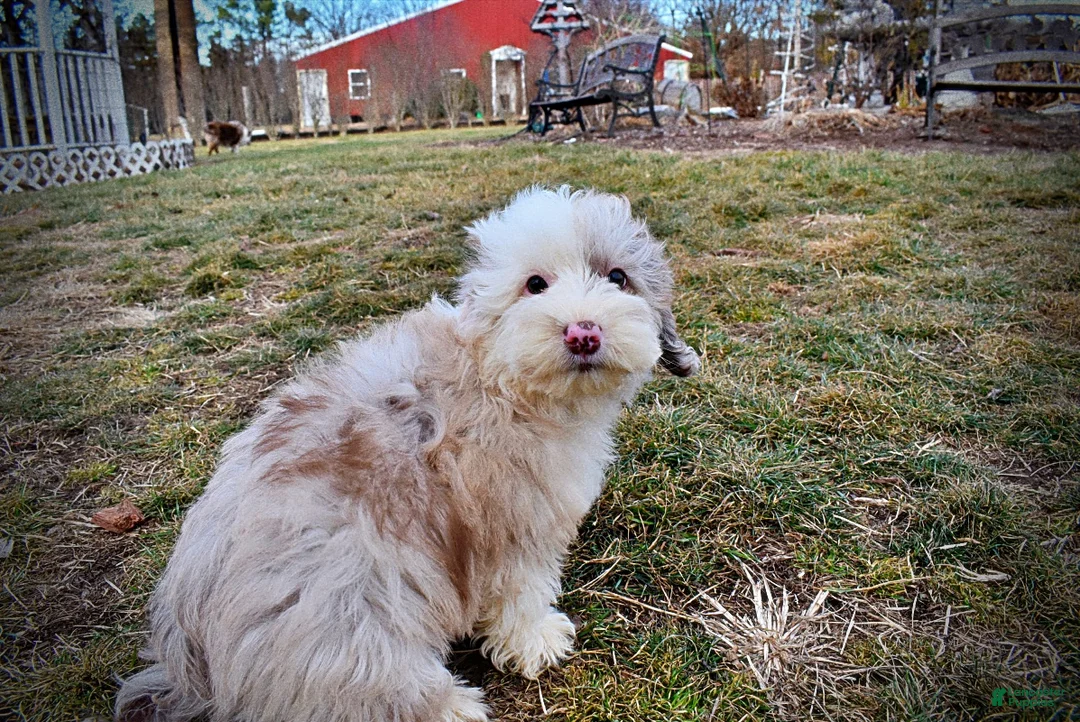 Havapoo dogs for sale: Wiggles - Ad 19