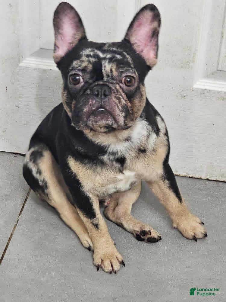 French Bulldog dogs Nipsey  - Ad 33