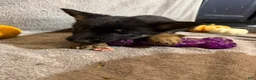 German Shepherd dogs for sale: Emily (Purple Collar Female)  - Ad 7