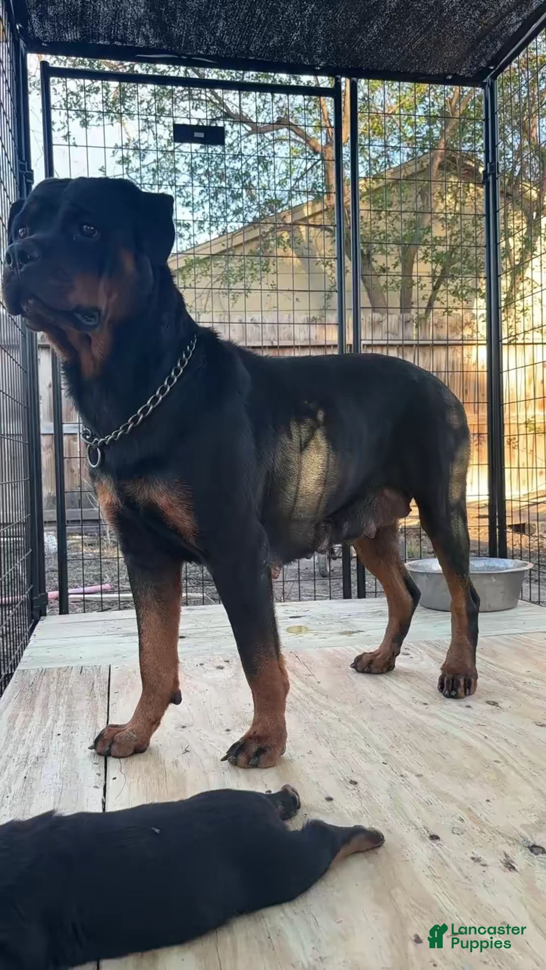 Rottweiler dogs for sale: Rottweiler Puppy 2 - Ad 2
