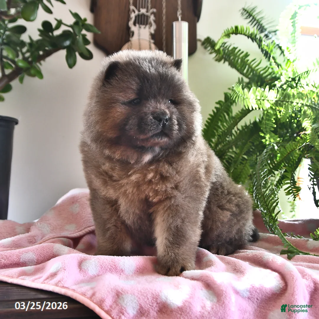 Chow Chow dogs for sale: Maya - Ad 5