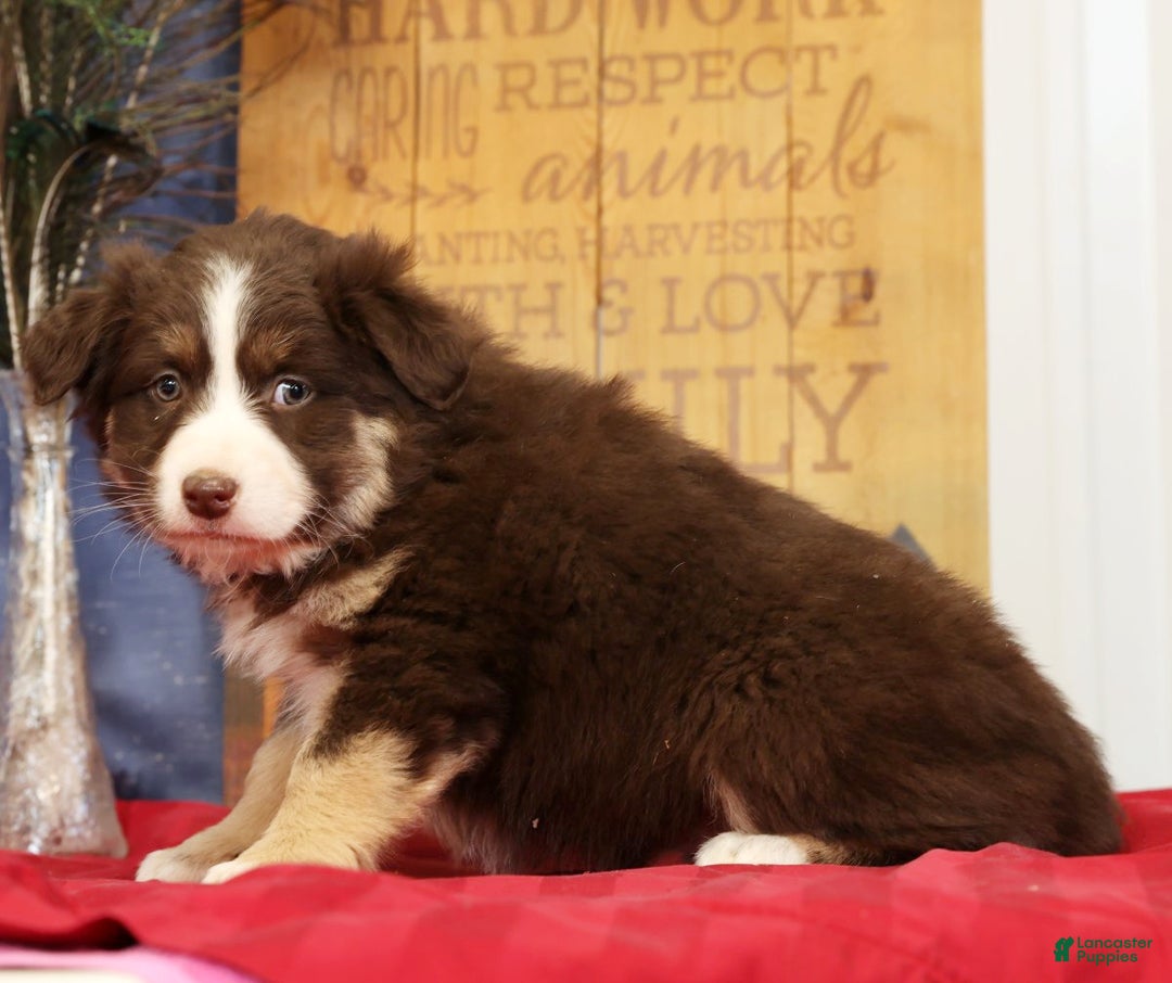 Miniature Australian Shepherd dogs for sale: Bella - Ad 4