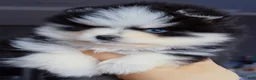 Pomsky dogs for sale: Calypso  - Ad 2