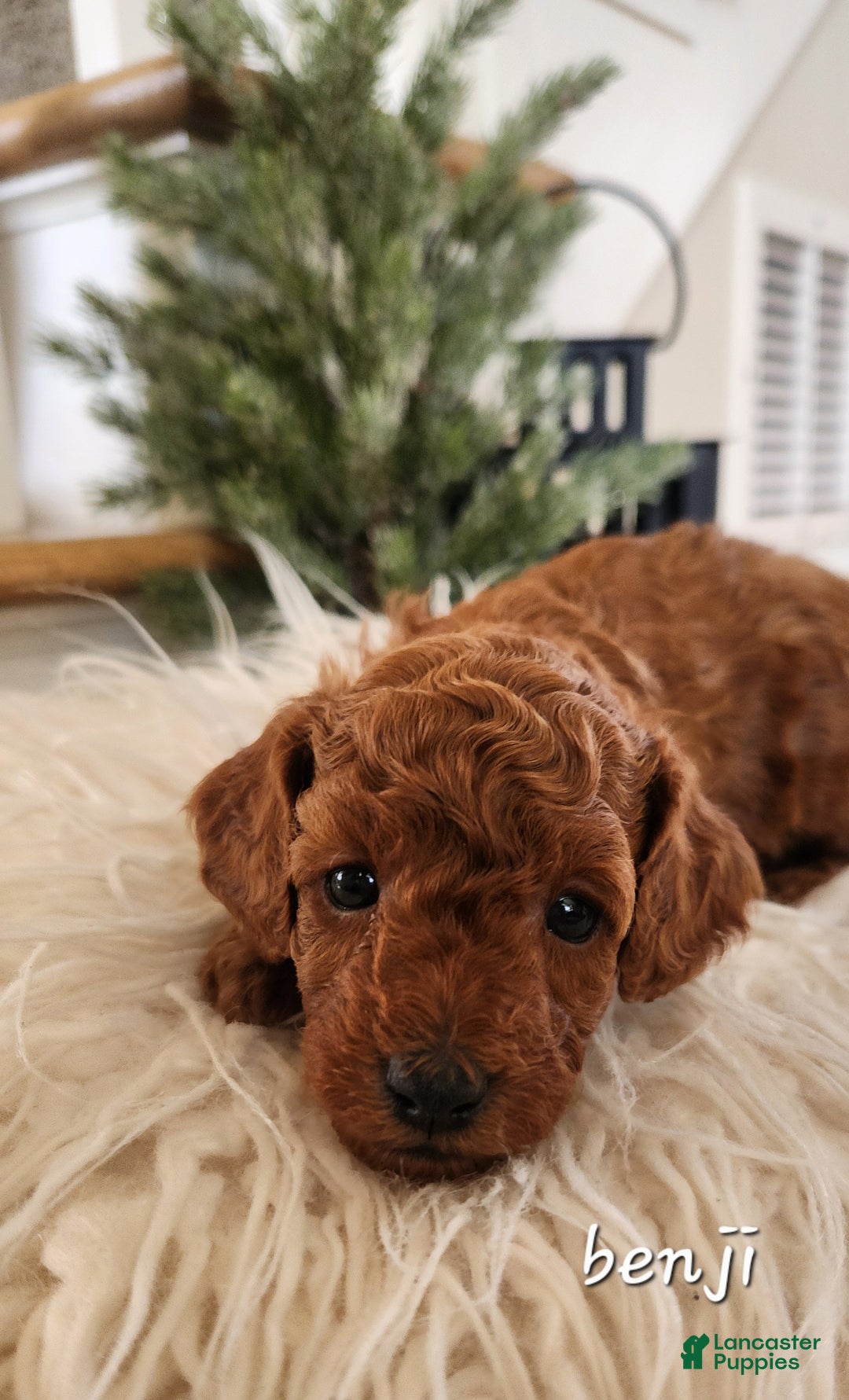 Cavapoo dogs for sale: Benji - Ad 3